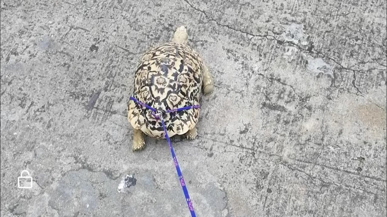 tortoise on a leash
