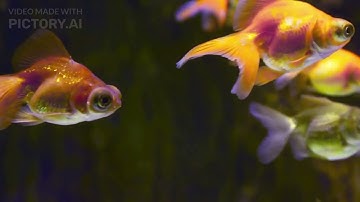 Goldfish Memory: Debunking the 3-Second Myth! 🐟✨