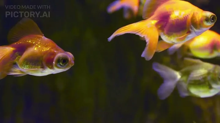 Goldfish Memory: Debunking the 3-Second Myth! 🐟✨