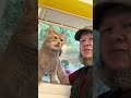 Если бы Тора не была дана,скромности мы учились бы у кошки 🐈