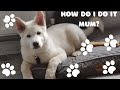 My american akita ghost how do i get to you mum akita family