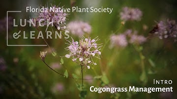 Cogongrass Management with Brian Pelc and Lilly Anderson-Messec, Lunch and Learn Introduction