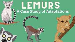 Lemurs  A Case Study of Adaptations