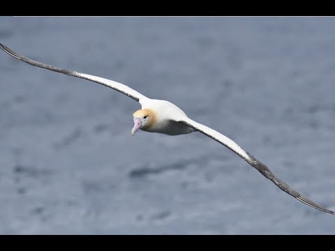 Vol d'albatros au dessus du Pacifique