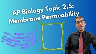 (2019 curriculum) 2.5 Membrane Permeability - AP Biology