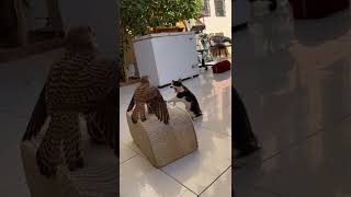 Cat Vs Falcon