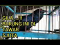 BURUNG TUWU UNTUK PIKAT DI TAWAR  5.JUTA