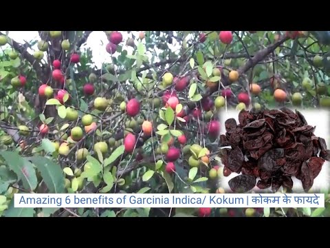 How to grow and use kokum | कोकम के 8 फायदे | Garcinia Indica for Skin, Hair