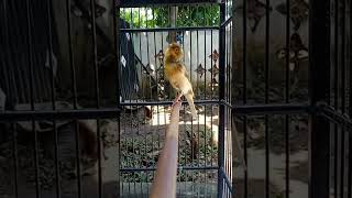 Kenari Gacor Isian Jalak Suren