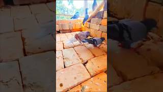 #pigeon #kabutar #pigeon