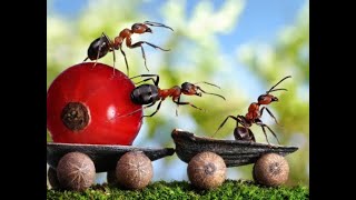 Не обижайте муравья