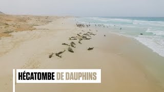 Les images angoissantes d'une centaine de dauphins échoués au Cap-Vert