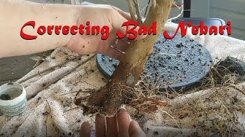 Correcting Bad Nebari and Fusion Clump Update: Trident Maple Pre Bonsai Work Part 2