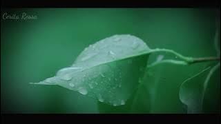 Ressa Cover ~ Hatiku Bagai Di Sangkar Emas ~ Nafa Urbach | Video Cinematic | Tanpa Musik