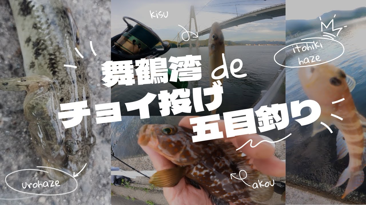 【キス釣り】京都・舞鶴湾でチョイ投げ、五目釣り（ゴカイ）【ハゼ釣り】（2024年8月上旬）