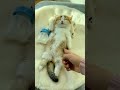 flabby belly #shorts #cat #kitten