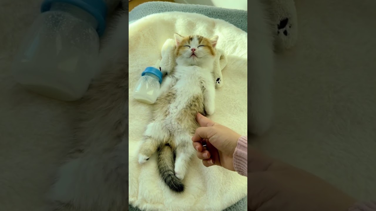 flabby belly #shorts #cat #kitten