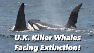 The UK’s Only Resident Orca Killer Whales And Their Tragic Decline The West Coast Community John Coe