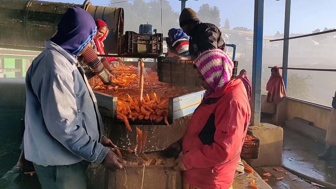 Carrots Washing, Polishing & Sorting Machine In India, Ooty