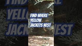 Where Yellow Jackets Hide (Don’t Miss This!) 🐝⚠️