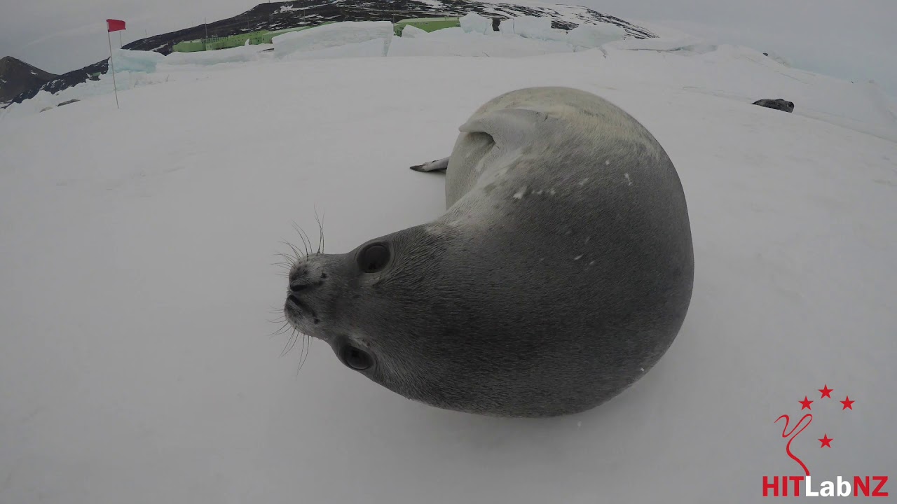 HIT Lab NZ: Close Encounter with Weddell Seal (2019-12-05)