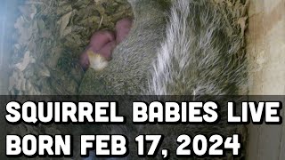 SqNest.Live2of6: Squirrel Jelly Bean, and her Sunshine born Feb 17, 2024 in nest 3