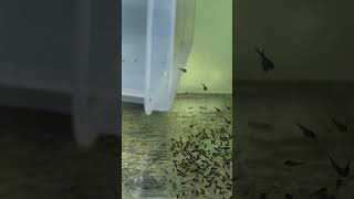 Angel Fish Baby Transfer To Grow Out Tank