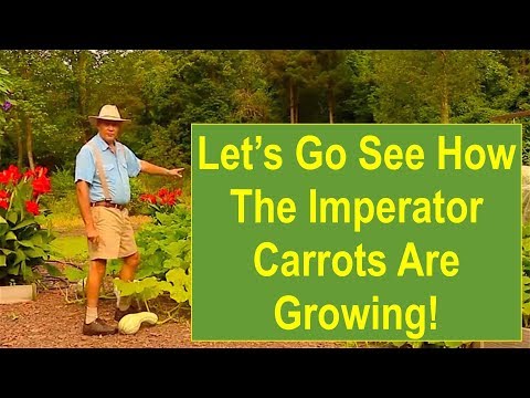 Video: What Are Imperator Carrots: Learn About Imperator Carrot Care