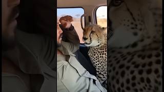 The Cheetah Jumps into the Car to Escape Its Predator! 🐆 치타가 포식자를 피해 차 안으로 뛰어든다! #wildlife