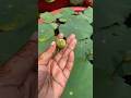 আমার দিনের সুন্দর একটা অংশ 😌❤️ #foryou #minivlog #gardening #garden #shorts #flowers #plants