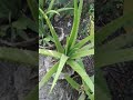 la savilas en mi patio.🌱😃😃