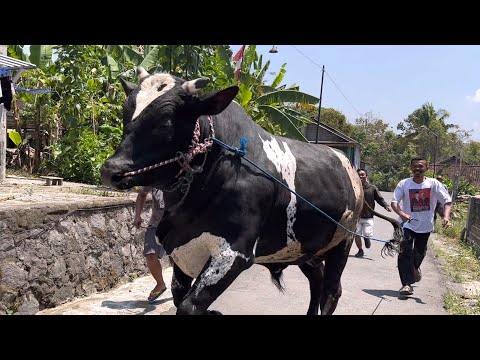 SAPI RAKSASA UNIK