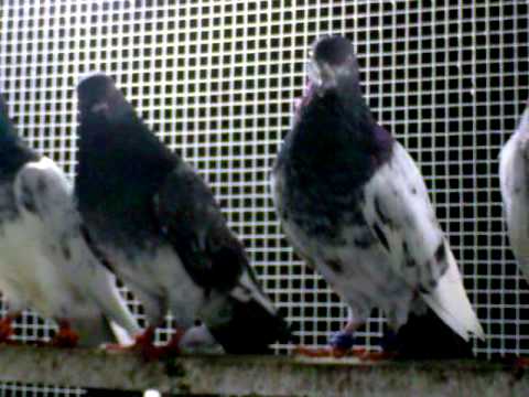Pakistani High -Flying Pigeons (USTAAD GHAYAS KE E...