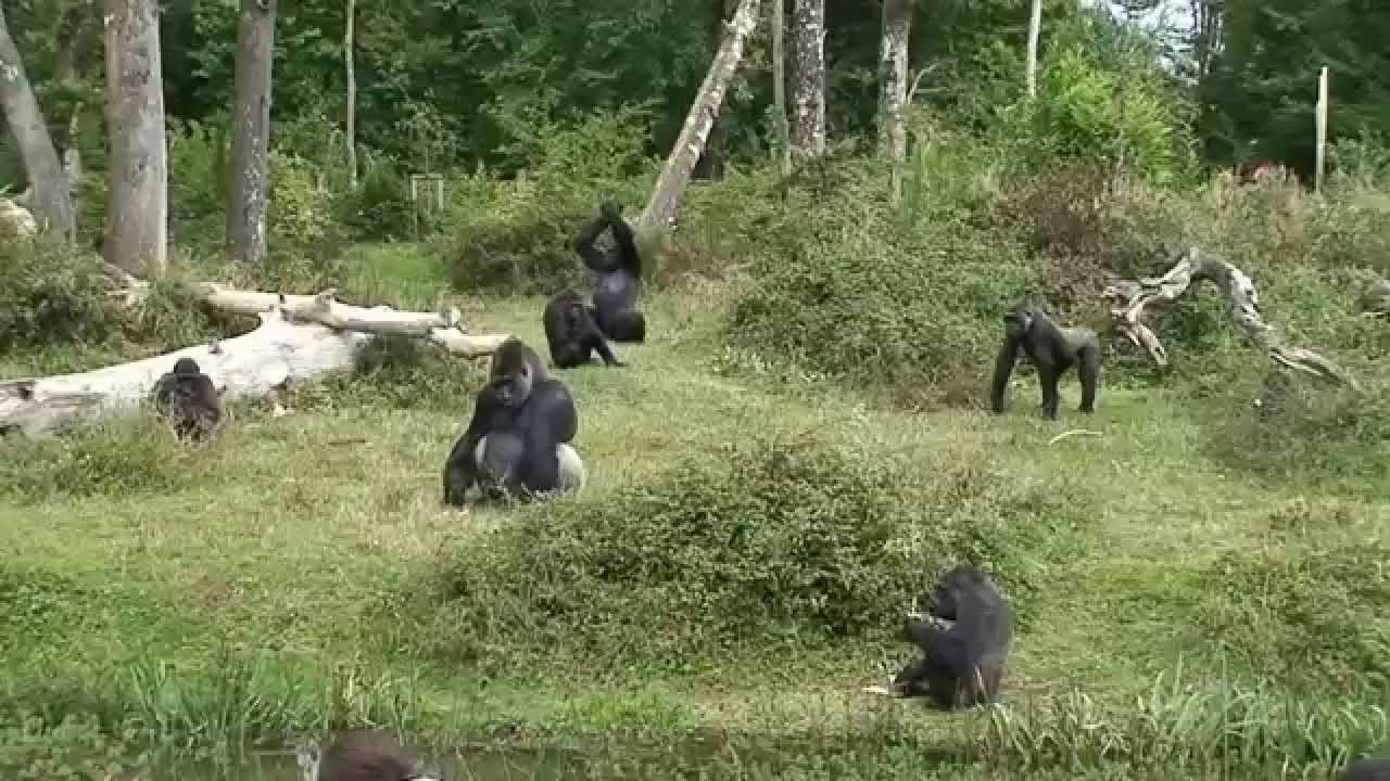 Ballade à la vallée des singes