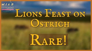 Lions vs Ostrich: The Ultimate Predator-Prey Showdown // Wild Extracts // Samburu National Reserve