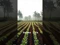 Farmer