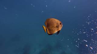 Raja Ampat 2026, underwater paradise. 45 minutes, 4K.