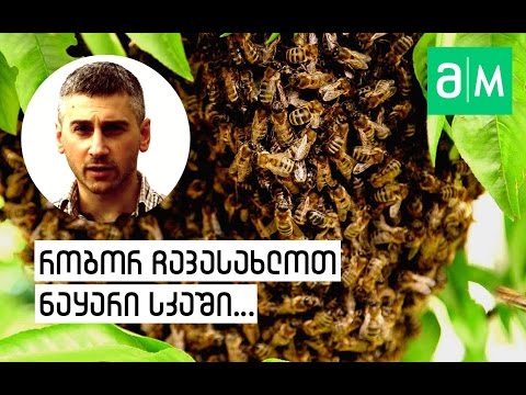 ვიდეო: როგორ გაქცევა ფუტკრებისგან
