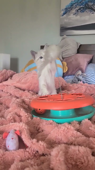 New rescue kitten playing with her first toys! #kitten #cutecat #catrescue #kittens #babycat