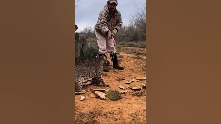 1 Time Wild Cat Lost to Catch Pole thumbnail