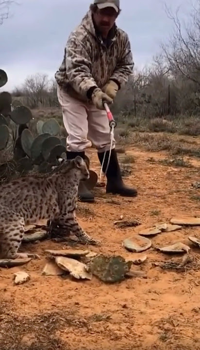 1 Time Wild Cat Lost to Catch Pole