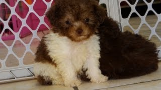 Toy Poodle, Puppies, Dogs, For Sale, In Virginia Beach, Virginia, VA, 19Breeders, Chesapeake