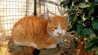 切株の上によく喋る野良猫がいたのでナデナデしてきた Youtube
