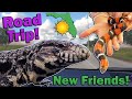 1,600-mile Florida Roadtrip Adventure! (New Animals?!)