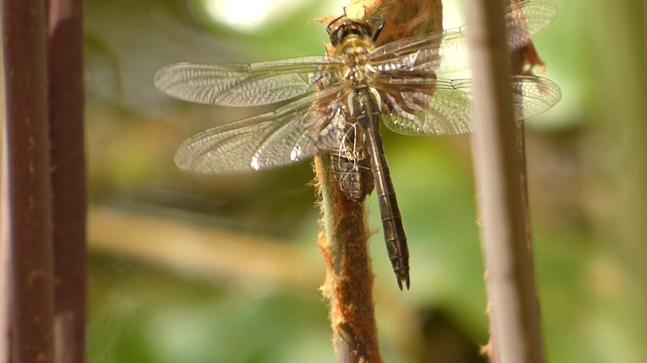 Cordulia aenea Falkenlibelle nachSchlupf 170513p020