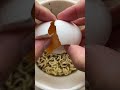 How to Make a Ramen Egg without any Cooking Devices