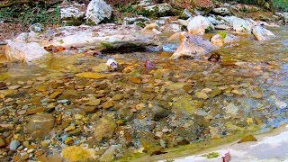 Звуки Горной Реки. Запись Природы От Тревоги и Снятия Стресса!