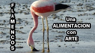 La alimentacion de los flamencos - Vida de los flamencos