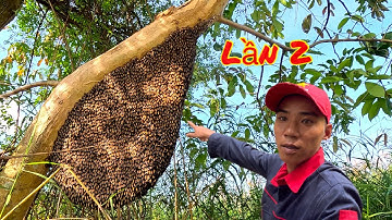 Test Thử Hai Tổ Ong Sau 10 Ngày Sẽ Như Thế Nào