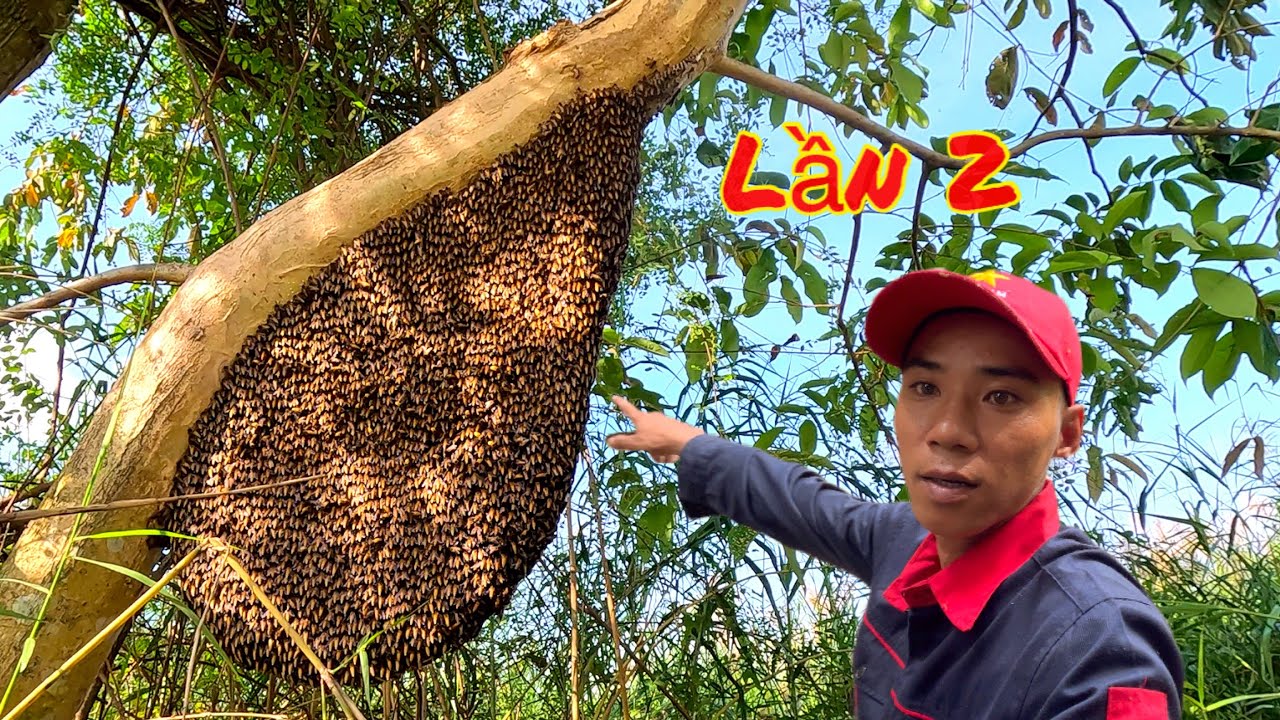 Test Thử Hai Tổ Ong Sau 10 Ngày Sẽ Như Thế Nào